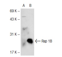 Rap 1B (C-17): sc-1481. Western blot analysis of Rap 1B expression in non-transfected: sc-110760 (A) and human Rap 1B transfected: sc-110523 (B) 293 whole cell lysates.
