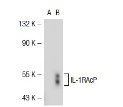 IL-1RAcP (N-20): sc-47056. Western blot analysis of IL-1RAcP expression in non-transfected: sc-117752 (A) and mouse IL-1RAcP transfected: sc-121041 (B) 293T whole cell lysates.