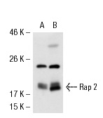 Rap 2 (V-19): sc-1062. Western blot analysis of Rap 2 expression in 293T (A) and T24 (B) whole cell lysates.