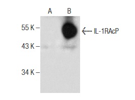 IL-1RAcP (N-20): sc-47056. Western blot analysis of IL-1RAcP expression in non-transfected: sc-117752 (A) and mouse IL-1RAcP transfected: sc-121041 (B) 293T whole cell lysates.