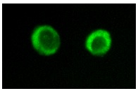 Ras GAP (B4F8): sc-63. Immunofluorescence staining of methanol-fixed NIH/3T3 cells showing cytoplasmic staining.