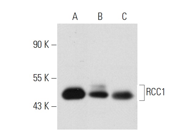 RCC1 (E-6): sc-55559. Western blot analysis of RCC1 expression in non-transfected 293T: sc-117752 (A), human RCC1 transfected 293T: sc-171495 (B) and Jurkat (C) whole cell lysates.