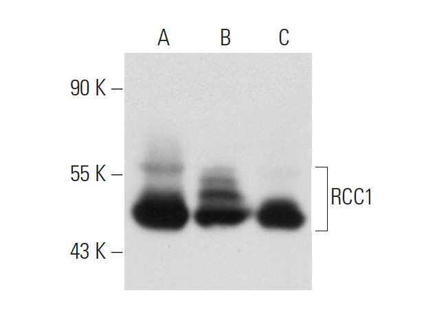 RCC1 (N-19): sc-1161. Western blot analysis of RCC1 expression in non-transfected 293T: sc-117752 (A), human RCC1 transfected 293T: sc-171495 (B) and Jurkat (C) whole cell lysates.