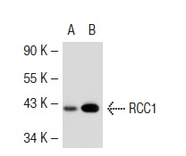 RCC1 (C-20): sc-1162. Western blot analysis of RCC1 expression in non-transfected: sc-117752 (A) and mouse RCC1 transfected: sc-125894 (B) 293T whole cell lysates.