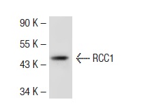 RCC1 (C-20): sc-1162. Western blot analysis of RCC1 expression in HeLa whole cell lysate.