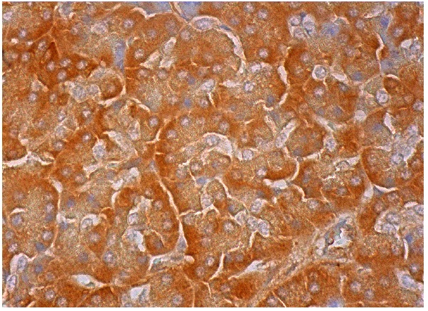 REP-1 (2F1): sc-23905. Immunoperoxidase staining of formalin fixed, paraffin-embedded human pancreas tissue showing cytoplasmic staining of exocrine glandular cells.