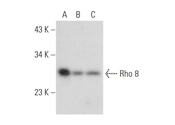 Rho 8 (clone 4): sc-53874. Western blot analysis of Rho 8 expression in SH-SY5Y (A), HeLa (B) and Hep G2 (C) whole cell lysates.