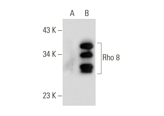 Rho 8 (clone 4): sc-53874. Western blot analysis of Rho 8 expression in non-transfected: sc-117752 (A) and human Rho 8 transfected: sc-174034 (B) 293T whole cell lysates.