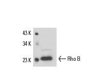 Rho B (C-5): sc-8048. Western blot analysis of Rho B expression in HeLa whole cell ysate.