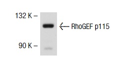 RhoGEF p115/Lsc (G-12): sc-74564. Western blot analysis of HeLa whole cell lysate.