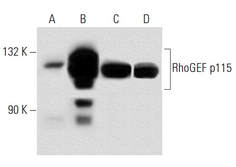 RhoGEF p115/Lsc (G-12): sc-74564. Western blot analysis of RhoGEF p115 expression in non-transfected 293T: sc-117752 (A), human RhoGEF p115 transfected 293T: sc-175428 (B), K-562 (C) and Jurkat (D) whole cell lysates.