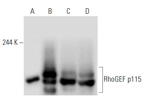 RhoGEF p115/Lsc (C-9): sc-74565. Western blot analysis of RhoGEF p115 expression in non-transfected 293T: sc-117752 (A), human RhoGEF p115 transfected 293T: sc-175428 (B), K-562 (C) and Jurkat (D) whole cell lysates.