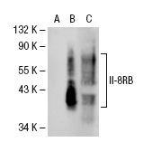 IL-8RB (E-2): sc-7304. Western blot analysis of IL-8RB expression in non-transfected 293T: sc-117752 (A), human IL-8RB transfected 293T: sc-115378 (B) and human PBL (C) whole cell lysates.
