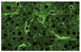 IL-8RB (K-19)): sc-683. Immunofluorescence staining of normal mouse liver frozen section showing membrane and cytoplasmic staining.