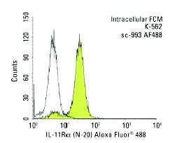 IL-11Rα (N-20) Alexa Fluor 488: sc-993 AF488. Intracellular FCM analysis of fixed and permeabilized K-562 cells. Black line histogram represents the isotype control, normal rabbit IgG: sc-45068.