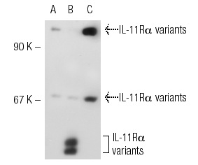 IL-11Rα (N-20): sc-993. Western blot analysis of IL-11Rα expression in non-transfected 293T: sc-117752 (A), mouse IL-11Rα transfected 293T: sc-125491 (B) and Jurkat (C) whole cell lysates.