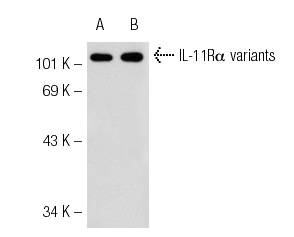 IL-11Rα (N-20): sc-993. Western blot analysis of IL-11Rα expression in 293T (A) and K-562 (B) whole cell lysates.