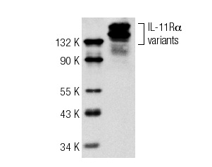IL-11Rα (N-20): sc-993. Western blot analysis of IL-11Rα expression in 3T3-L1 whole cell lysate.