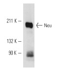 Neu (3B5): sc-33684. Western blot analysis of Neu expression in SK-BR-3 whole cell lysate.