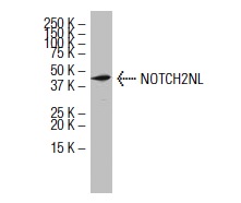 NOTCH2NL (39-Y): sc-100307. Western blot analysis of NOTCH2NL expression in HL-60 whole cell lysate.