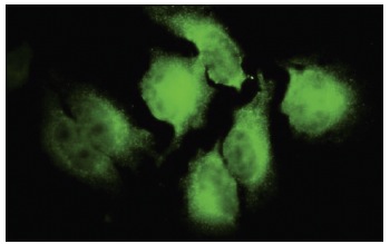 NOTCH2NL (39-Y): sc-100307. Immunofluorescence staining of paraformaldehyde-fixed HeLa cells showing cytoplasmic localization.