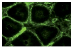 PDGFR-β (958): sc-432. Immunofluorescence staining of normal mouse intestine frozen section showing membrane staining.