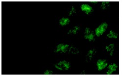 PSR (APSR-14.4): sc-32740. Immunofluorescence staining of 293 cells showing membrane localization. Kindly provided by National Jewish Medical and Research Center.