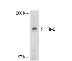 Tie-2 (H-176): sc-9026. Western blot analysis of Tie-2 expression in HUV-EC-C whole cell lysate.