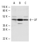 LIF (N-18): sc-1336. Western blot analysis of LIF expression in PC-12 (A), JAR (B) and Jurkat (C) cells.
