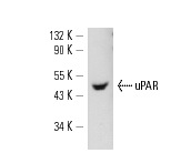 uPAR (10G7): sc-13522. Western blot analysis of human recombinant uPAR.