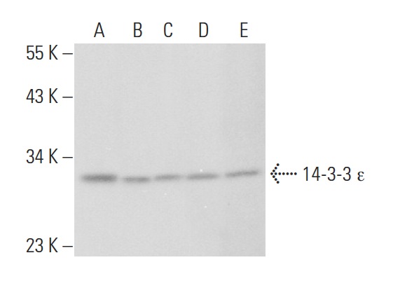 14-3-3 ε (A-14): sc-31961. Western blot analysis of 14-3-3 ε expression in SW480 (A), NIH/3T3 (B), Jurkat (C), IMR-32 (D) and Daudi (E) whole cell lysates.