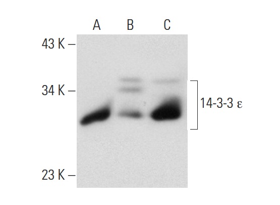 14-3-3 ε (E-20): sc-31962. Western blot analysis of 14-3-3 ε expression in non-transfected 293T: sc-117752 (A), human 14-3-3 ε transfected 293T: sc-175743 (B) and SW480 (C) whole cell lysates.
