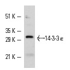 14-3-3 ε (T-16): sc-1020. Western blot analysis of 14-3-3 ε expression in KNRK whole cell lysates.