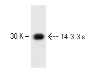 14-3-3 ε (12): sc-135816. Western blot analysis of 14-3-3 ε expression in HeLa whole cell lysate.