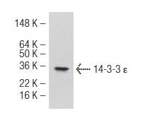 14-3-3 ε (5A5): sc-130547. Western blot analysis of 14-3-3 ε expression in mouse brain extract.