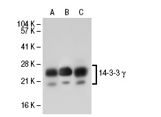 14-3-3 γ (C-16): sc-731. Western blot analysis of 14-3-3 γ expression in non-transfected 293T: sc-117752 (A), human 14-3-3 γ transfected 293T: sc-113231 (B) and K-562 (C) whole cell lysates.