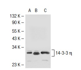 14-3-3 γ (C-16): sc-731. Western blot analysis of 14-3-3 η expression in non-transfected 293T: sc-117752 (A), mouse 14-3-3 η transfected 293T: sc-117813 (B) and NIH/3T3 (C) whole cell lysates.