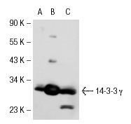 14-3-3 γ (C-16): sc-731. Western blot analysis of 14-3-3 γ expression in non-transfected 293T: sc-117752 (A), human 14-3-3 γ transfected 293T: sc-113231 (B) and A-431 (C) whole cell lysates.