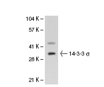14-3-3 σ (N-14): sc-7681. Western blot analysis of 114-3-3 σ  expression in HeLa nuclear extract.