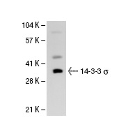 14-3-3 σ (C-18): sc-7683. Western blot analysis of 14-3-3 σexpression in HeLa nuclear extract.