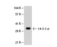 14-3-3 σ (5D7): sc-100638. Western blot analysis of 14-3-3 σ expression in HeLa nuclear extract.