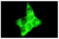 14-3-3 θ (C-17): sc-732. Immunofluorescence staining of methanol-fixed A-431 cells showing cytoplasmic staining.