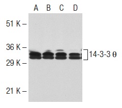 14-3-3 θ (C-17): sc-732. Western blot analysis of 14-3-3 θ expression in NIH/3T3 (A), KNRK (B), HeLa (C) and A-431 (D) whole cell lysates.