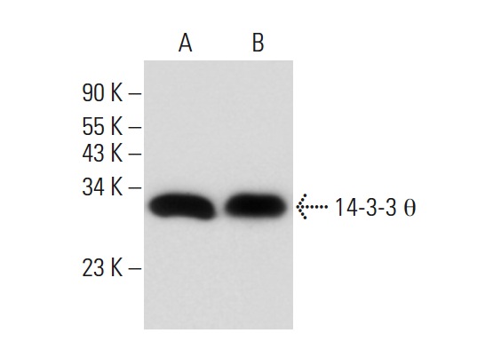 14-3-3 θ (C-17): sc-732. Western blot analysis of 14-3-3 θ expression in HeLa whole cell lysate (A) and mouse prostate tissue extract (B).
