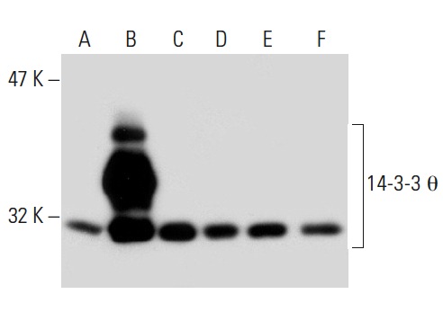 14-3-3 θ (C-17): sc-732. Western blot analysis of 14-3-3 θ expression in non-transfected 293T: sc-117752 (A), human 14-3-3 θ transfected 293T: sc-127856 (B), PC-12 (C), HeLa (D) and A-431 (E) whole cell lysates and mouse placenta tissue extract (F).
