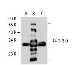 14-3-3 θ (3B9): sc-59414. Western blot analysis of 14-3-3 θ expression in non-transfected 293T: sc-117752 (A), human 14-3-3 θ transfected 293T: sc-116633 (B) and NIH/3T3 (C) whole cell lysates.