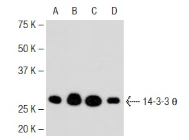14-3-3 q (3B9): sc-59414. Western blot analysis of 14-3-3 q expression in NIH-3T3 (A), PC-12 (B), Madin-Darby bovine kidney (C) and human fibroblast (D) whole cell lysates.