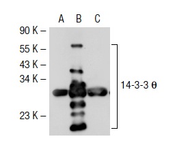 14-3-3 θ (5J20): sc-69720. Western blot analysis of 14-3-3 θ expression in non-transfected 293T: sc-117752 (A), human 14-3-3 θ transfected 293T: sc-116633 (B) and NIH/3T3 (C) whole cell lysates.
