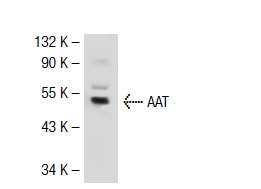 AAT (G-17): sc-14586. Western blot analysis of AAT expression in mouse lung tissue extract.