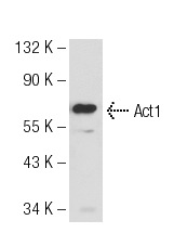 Act1 (H-300): sc-11444. Western blot analysis of Act1 expression in HeLa nuclear extract .